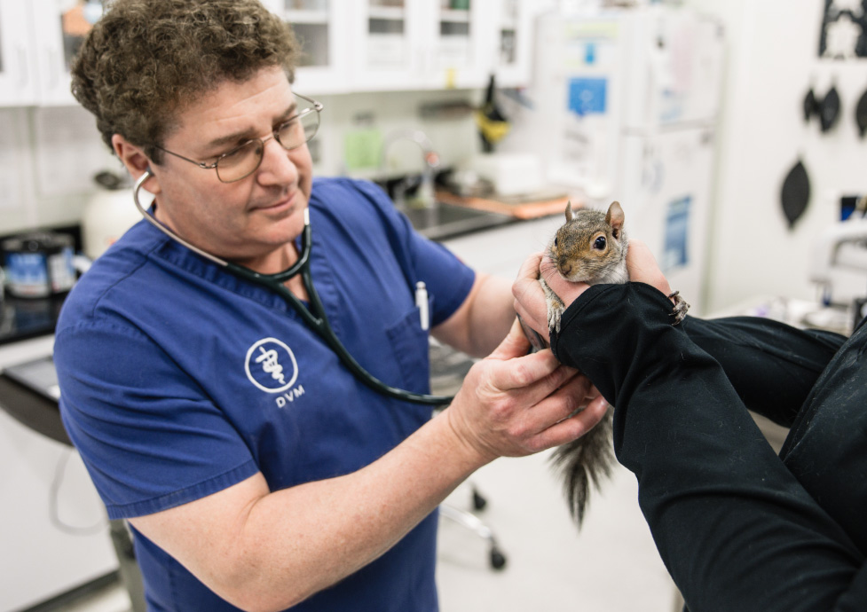 Dr. Keith Gold examining a squirrel at Chadwell Animal Hospital